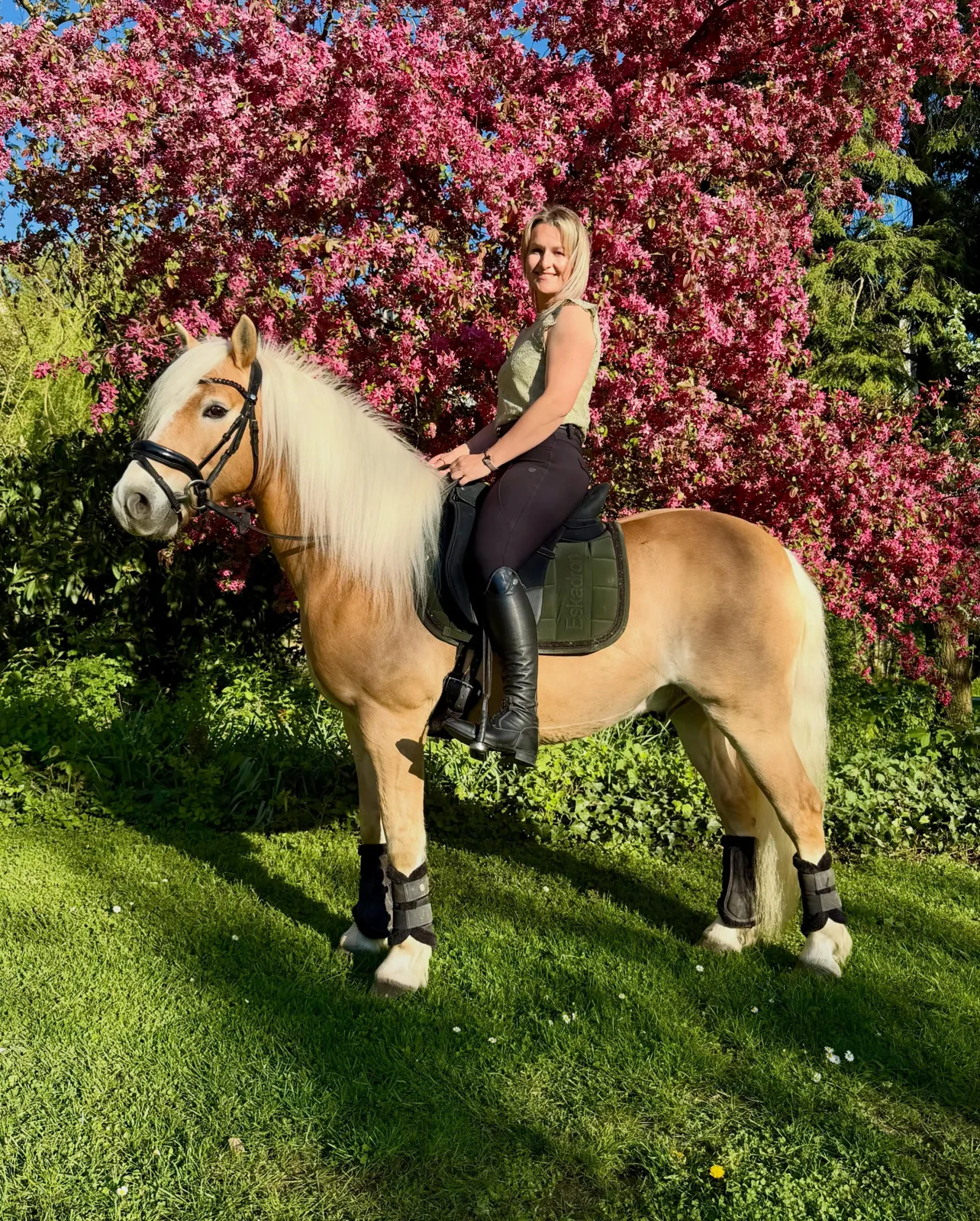 Isa sitzt auf ihrem Haflinger vor einem blühenden Baum