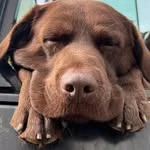 Barney, der Hofhund