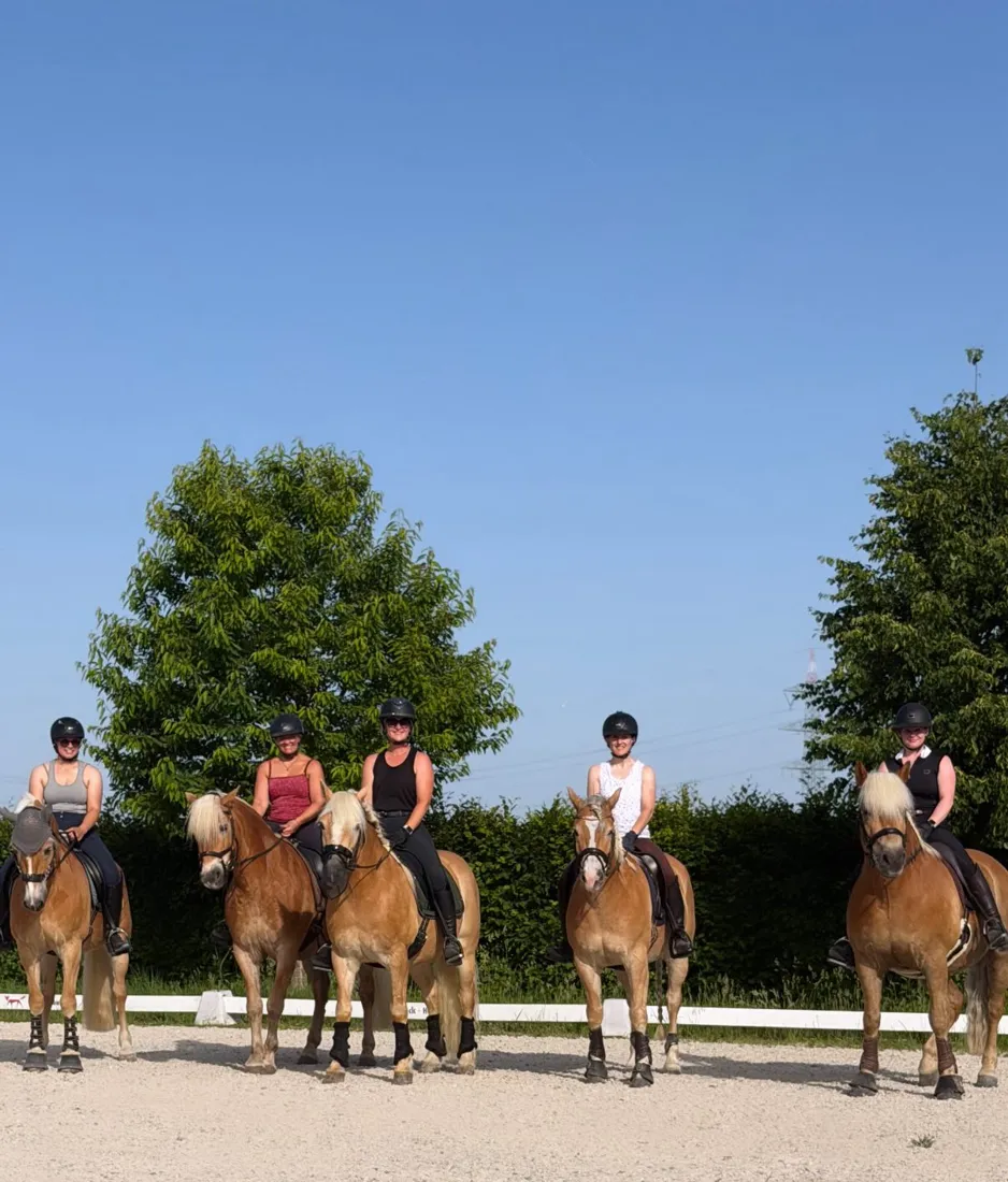 Showteam auf Haflingern beim Training