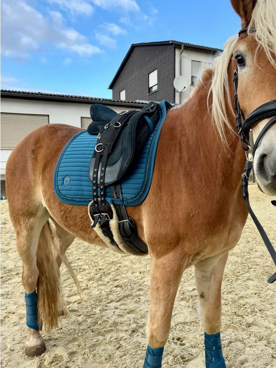 Sternglück gesattelt auf dem Reitplatz